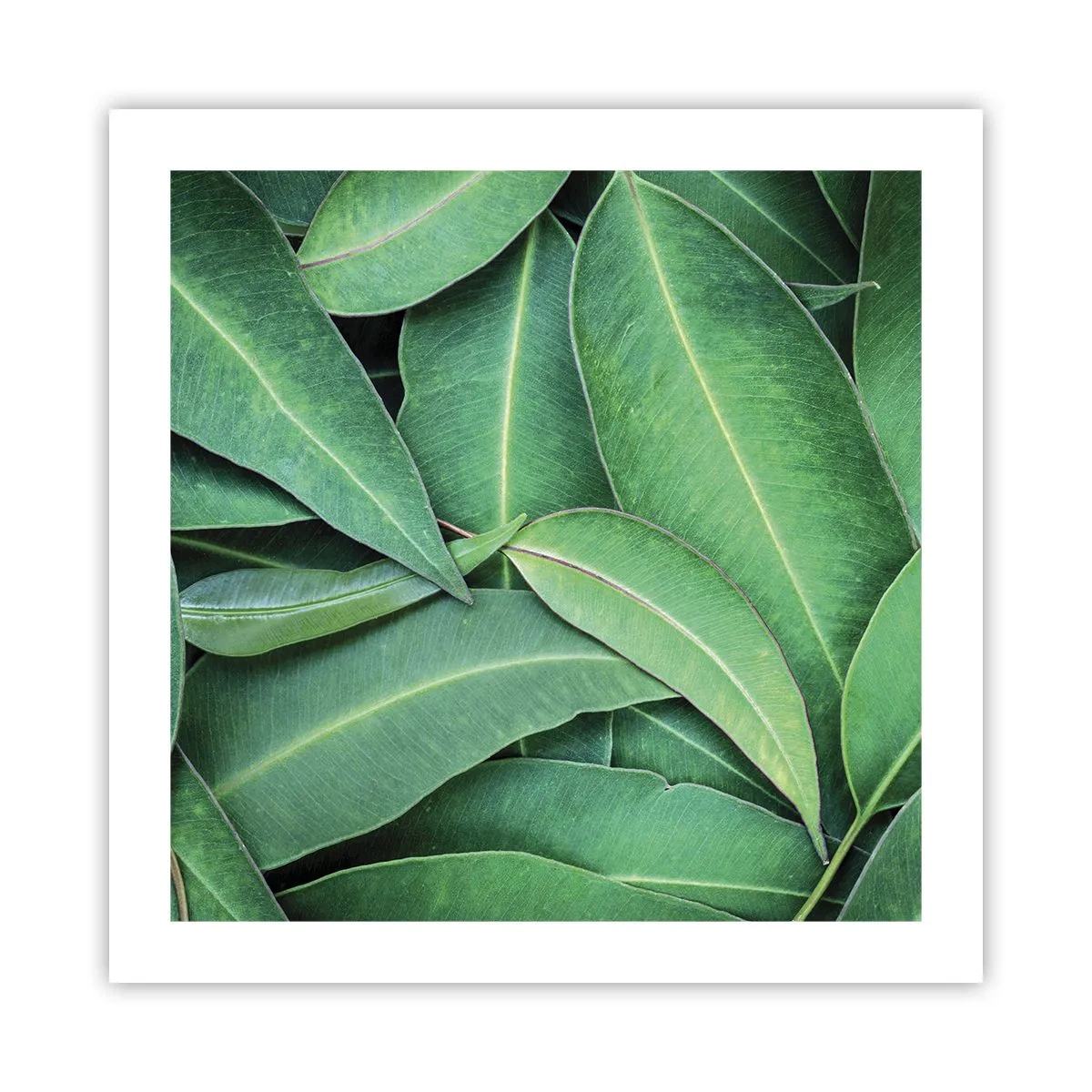 Poster - Saftig und frisch - 50x50 cm