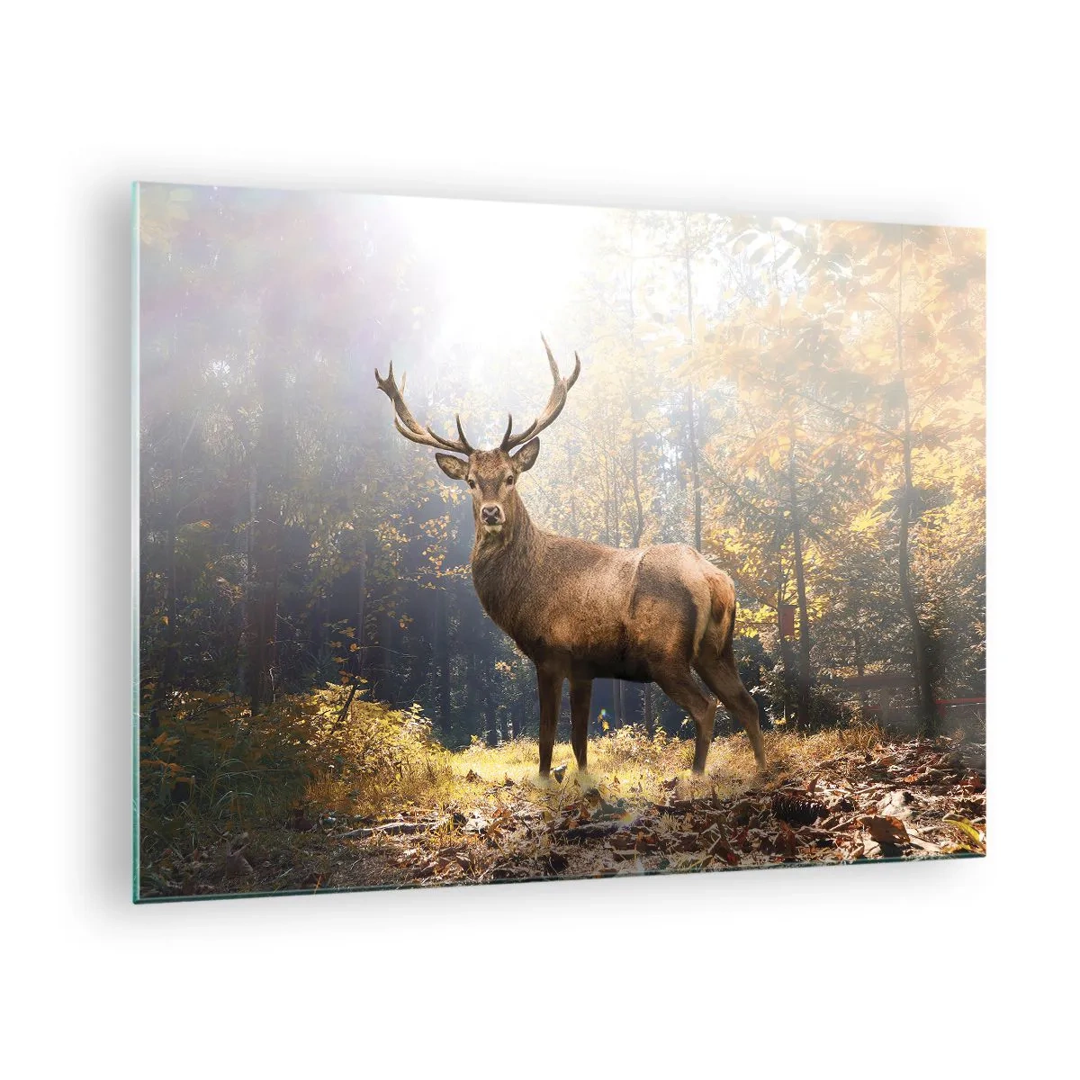 Glasbild - Bild auf glas - Ein stattlicher Hirsch in einem sonnenbeschienenen Herbstwald - 70x50cm - In voller Majestät - Moderne Wanddekoration für Wohnzimmer und Schlafzimmer ARTTOR