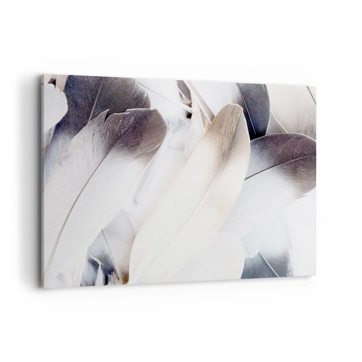 Bild auf Leinwand - Leinwandbild - Nahaufnahme zarter Federn in Weiß- und Grautönen - 120x80cm - Fast engelhaft - Moderne Wanddekoration für Wohnzimmer und Schlafzimmer ARTTOR