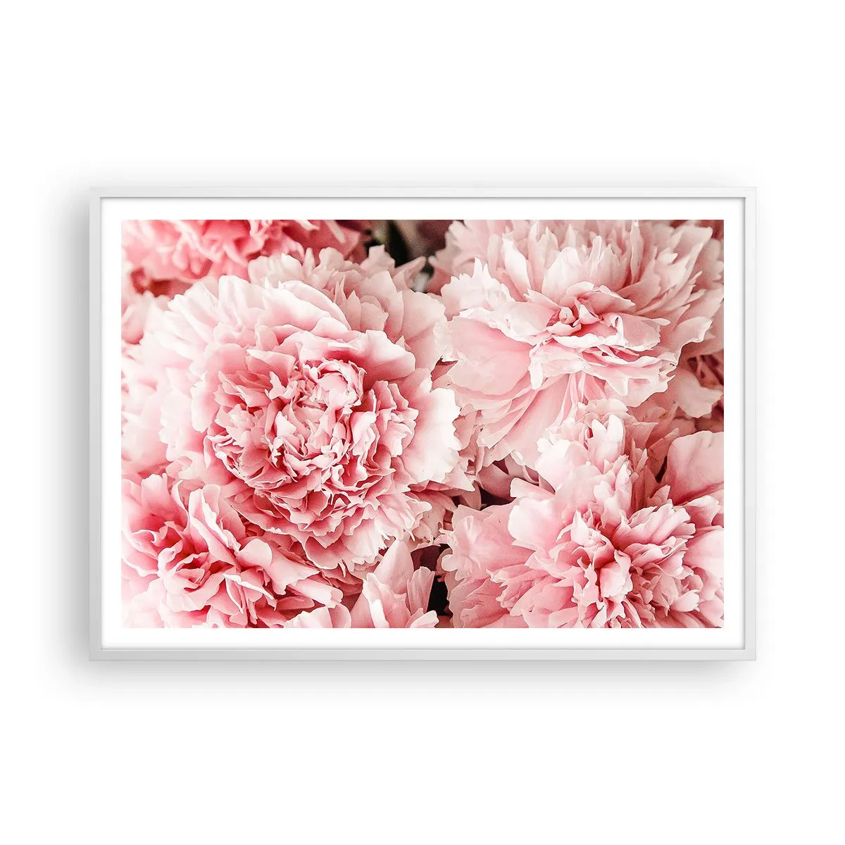 Poster in einem weißen Rahmen - Rosa Traum - 100x70 cm
