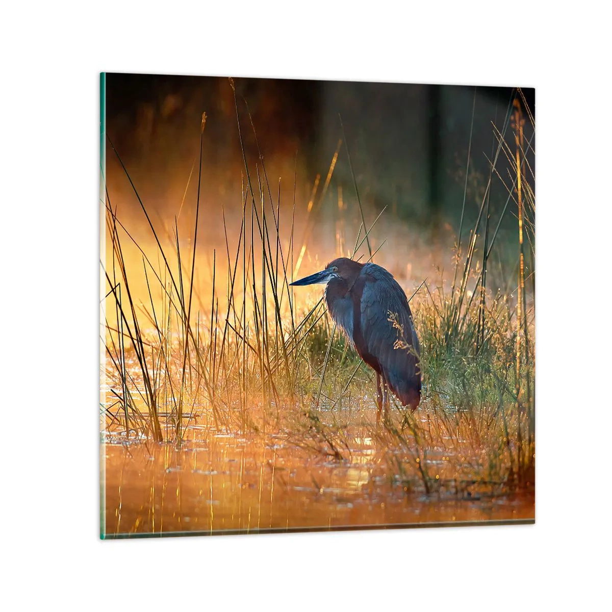 Glasbild - Bild auf glas - Komm, gib mir eine Pause mit diesen Fotos - 60x60 cm