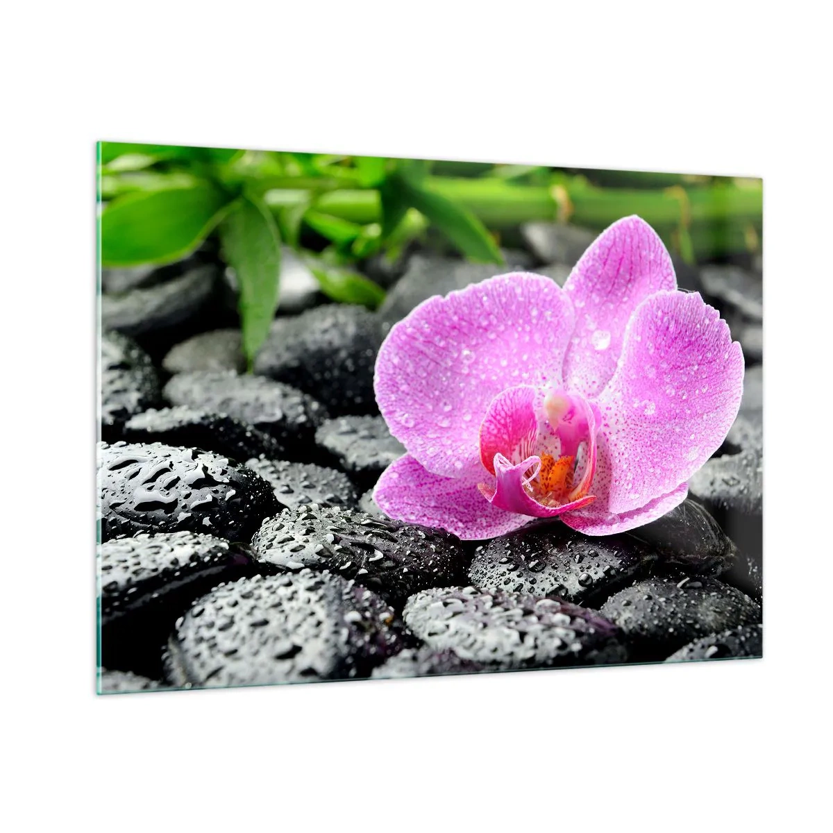 Glasbild - Bild auf glas - Rosa Orchideenblüte auf nassen schwarzen Steinen - 100x70cm - Wie ein offenes Herz - Moderne Wanddekoration für Wohnzimmer und Schlafzimmer ARTTOR