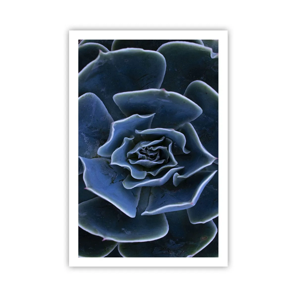 Poster - Wüstenblume - 61x91 cm