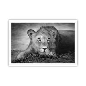 Poster - Königlicher Welpe - 91x61 cm