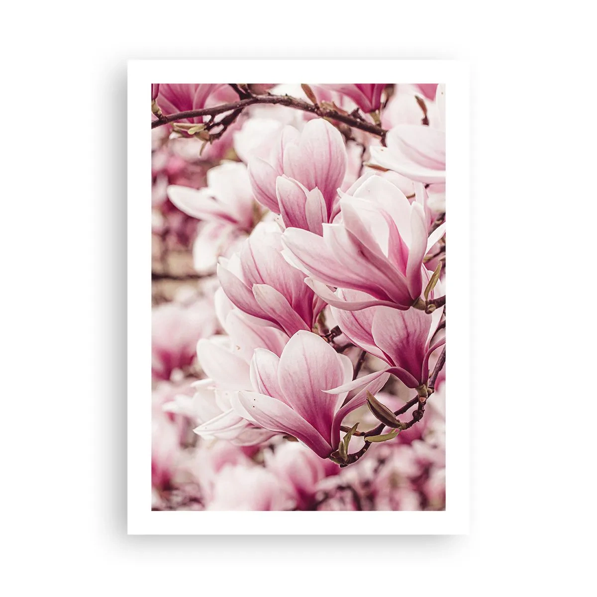 Poster - Romantisch blühende Magnolien in zartem Rosa - 50x70cm - Frühling ist rosa - Moderne Wanddekoration für Wohnzimmer und Schlafzimmer ARTTOR