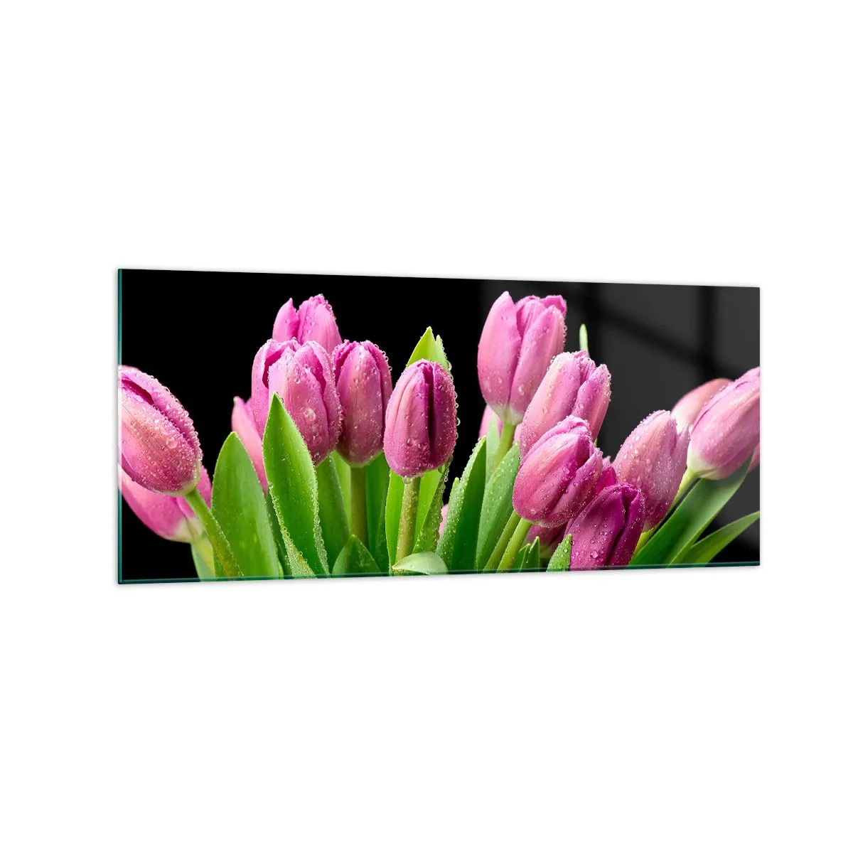 Glasbild - Bild auf glas - Rosa Tulpen mit Tautropfen auf schwarzem Hintergrund - 120x50cm - Lila Frühlingsfreude - Moderne Wanddekoration für Wohnzimmer und Schlafzimmer ARTTOR