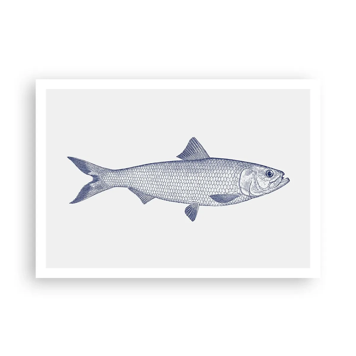 Poster - Illustration eines Fisches in Blautönen auf hellem Hintergrund - 100x70cm - Grüße aus den nördlichen Meeren - Moderne Wanddekoration für Wohnzimmer und Schlafzimmer ARTTOR
