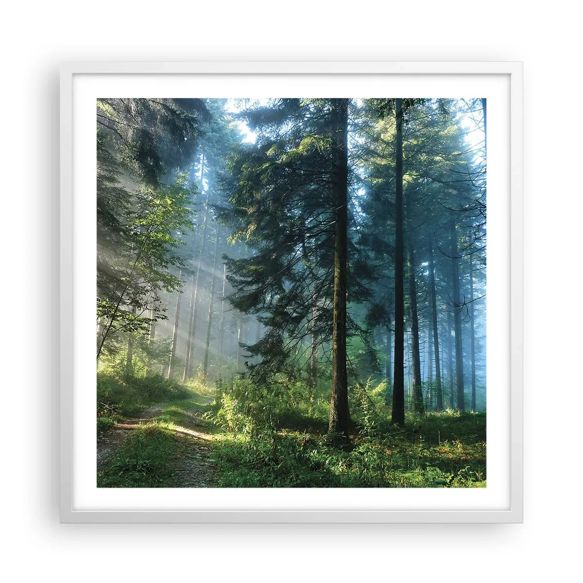 Poster in einem weißen Rahmen - Strahlend am Morgen - 60x60 cm