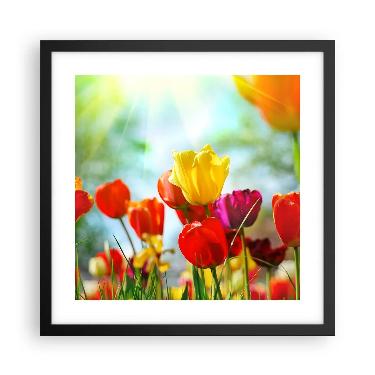 Poster in einem schwarzem Rahmen - Alle Farben der Sonne - 40x40 cm