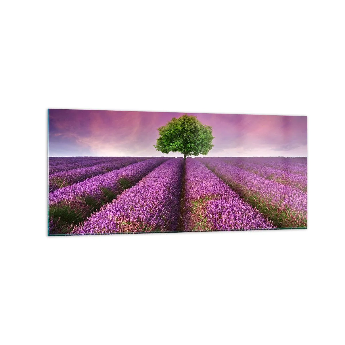 Glasbild - Bild auf glas - Ein Lavendelfeld mit einem einsamen Baum und einem violetten Himmel - 120x50cm - Auf Lavendelfeldern - Moderne Wanddekoration für Wohnzimmer und Schlafzimmer ARTTOR