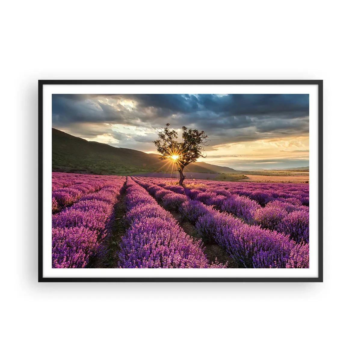 Poster in einem schwarzem Rahmen - Ein Lavendelfeld mit einem einsamen Baum bei Sonnenuntergang - 100x70cm - Fliederfarbenes Aroma - Moderne Wanddekoration für Wohnzimmer und Schlafzimmer ARTTOR