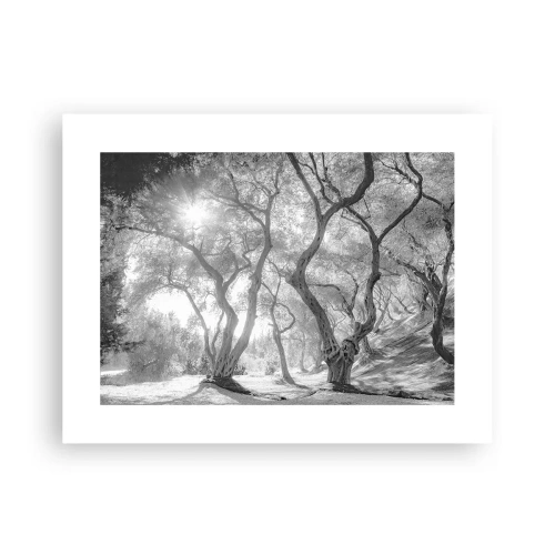 Poster - Im Olivenhain - 40x30 cm
