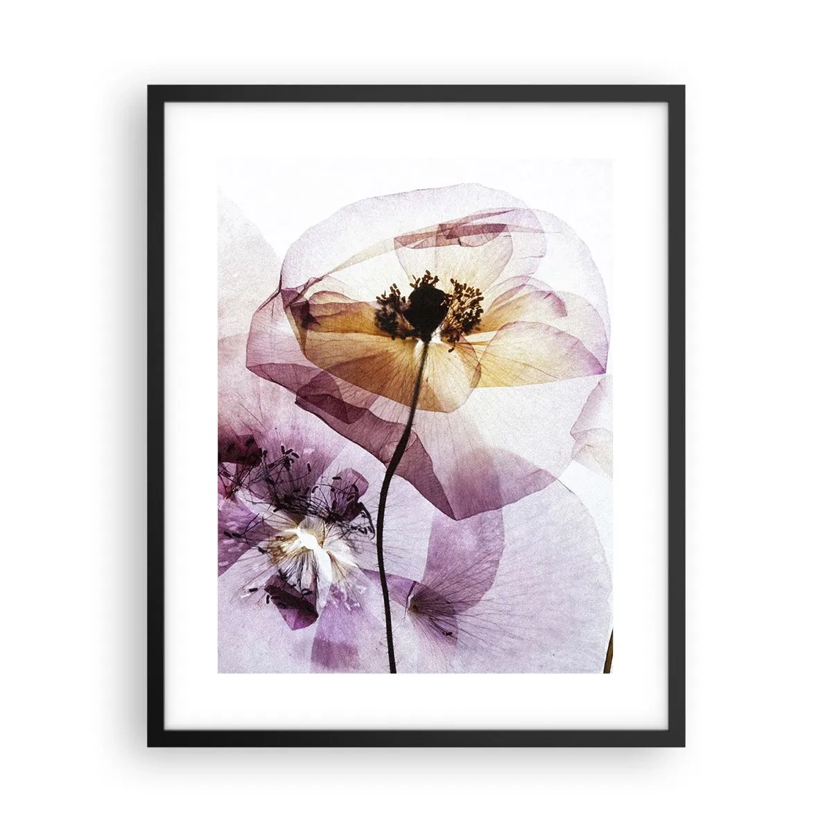 Poster in einem schwarzem Rahmen - Transparente Körperblumen - 40x50 cm