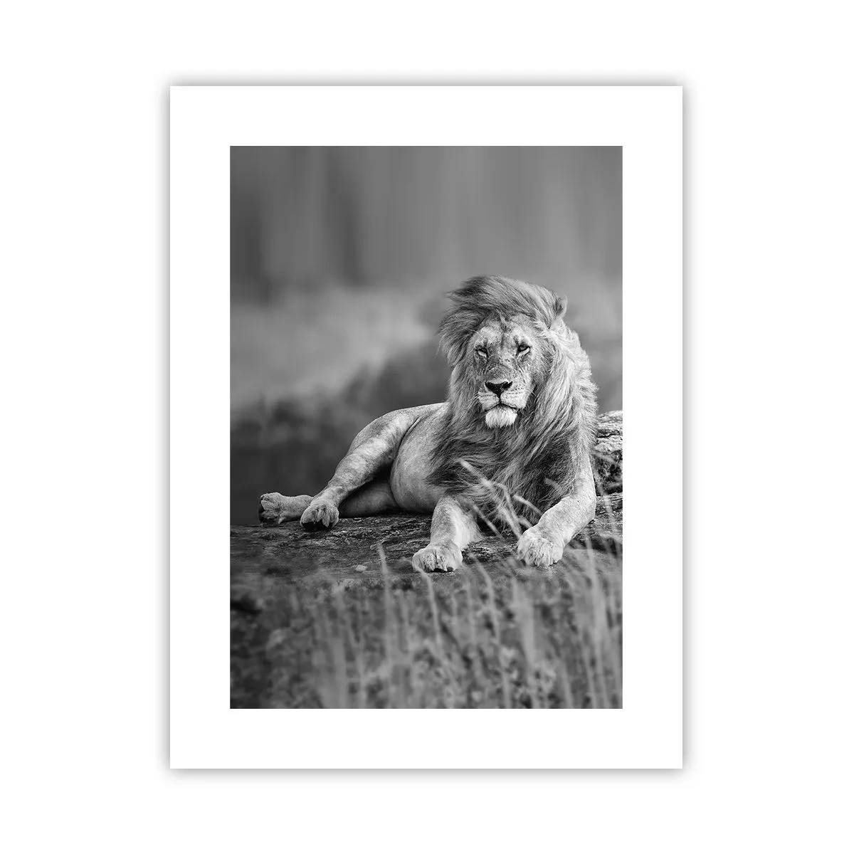 Poster - Königliche Siesta - 30x40 cm