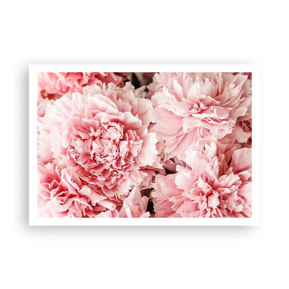 Poster - Zarte rosa Pfingstrosen in zartem Ambiente - 100x70cm - Rosa Traum - Moderne Wanddekoration für Wohnzimmer und Schlafzimmer ARTTOR