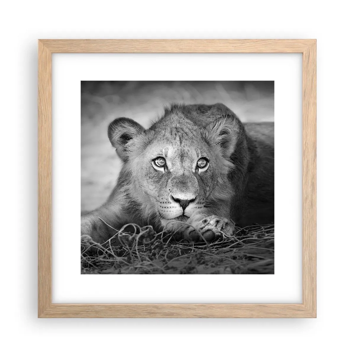 Poster in einem Rahmen aus heller Eiche - Königlicher Welpe - 30x30 cm