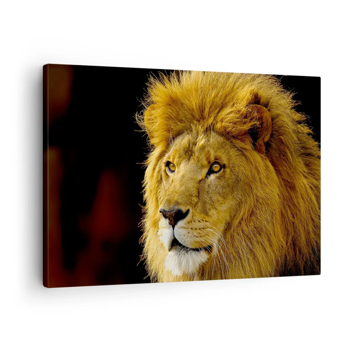 Bild auf Leinwand - Leinwandbild - Porträt eines Löwen mit majestätischer Mähne vor dunklem Hintergrund - 70x50cm - Porträt des Königs - Moderne Wanddekoration für Wohnzimmer und Schlafzimmer ARTTOR