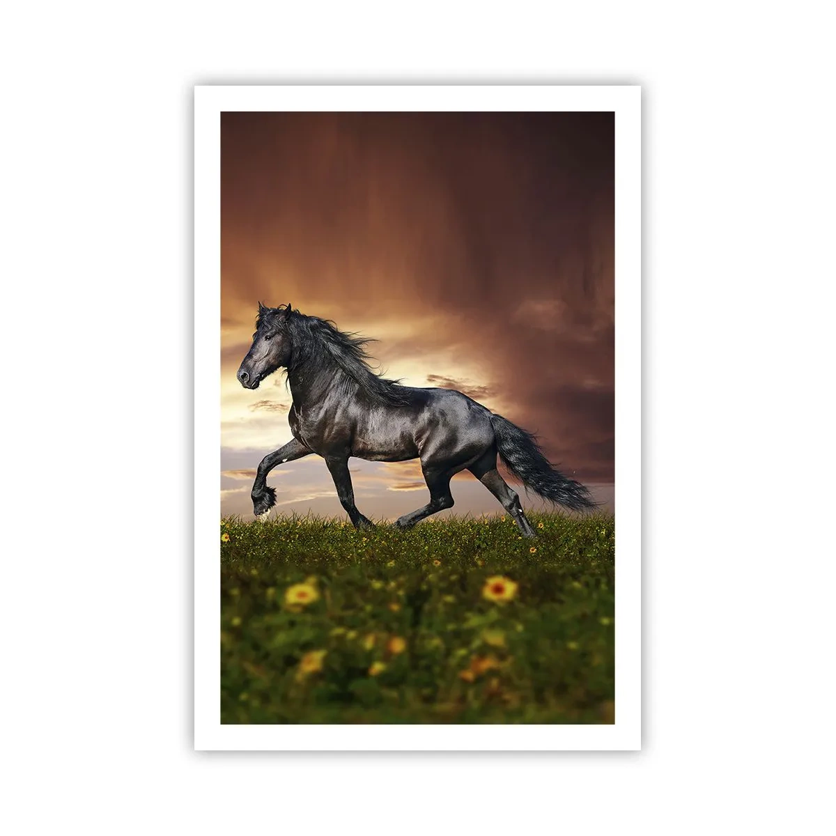 Poster - Schwarzer Prinz - 61x91 cm
