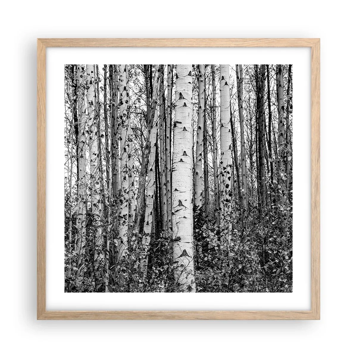 Poster in einem Rahmen aus heller Eiche - Birkenkolonnade - 50x50 cm