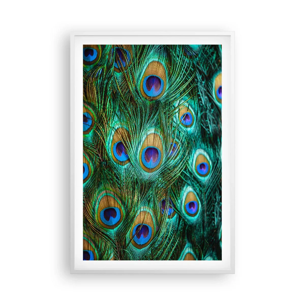 Poster in einem weißen Rahmen - Ein Blick mit Pfauenaugen - 61x91 cm