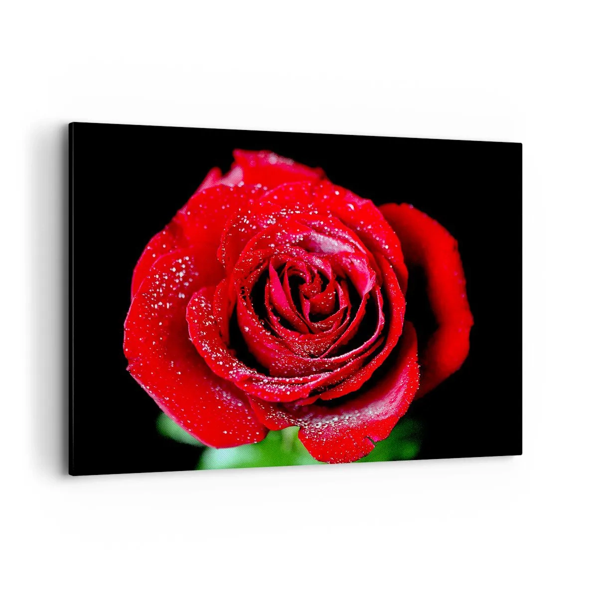 Bild auf Leinwand - Leinwandbild - Eine rote Rose mit Tautropfen auf schwarzem Hintergrund. - 100x70cm - Das ist Liebe - Moderne Wanddekoration für Wohnzimmer und Schlafzimmer ARTTOR