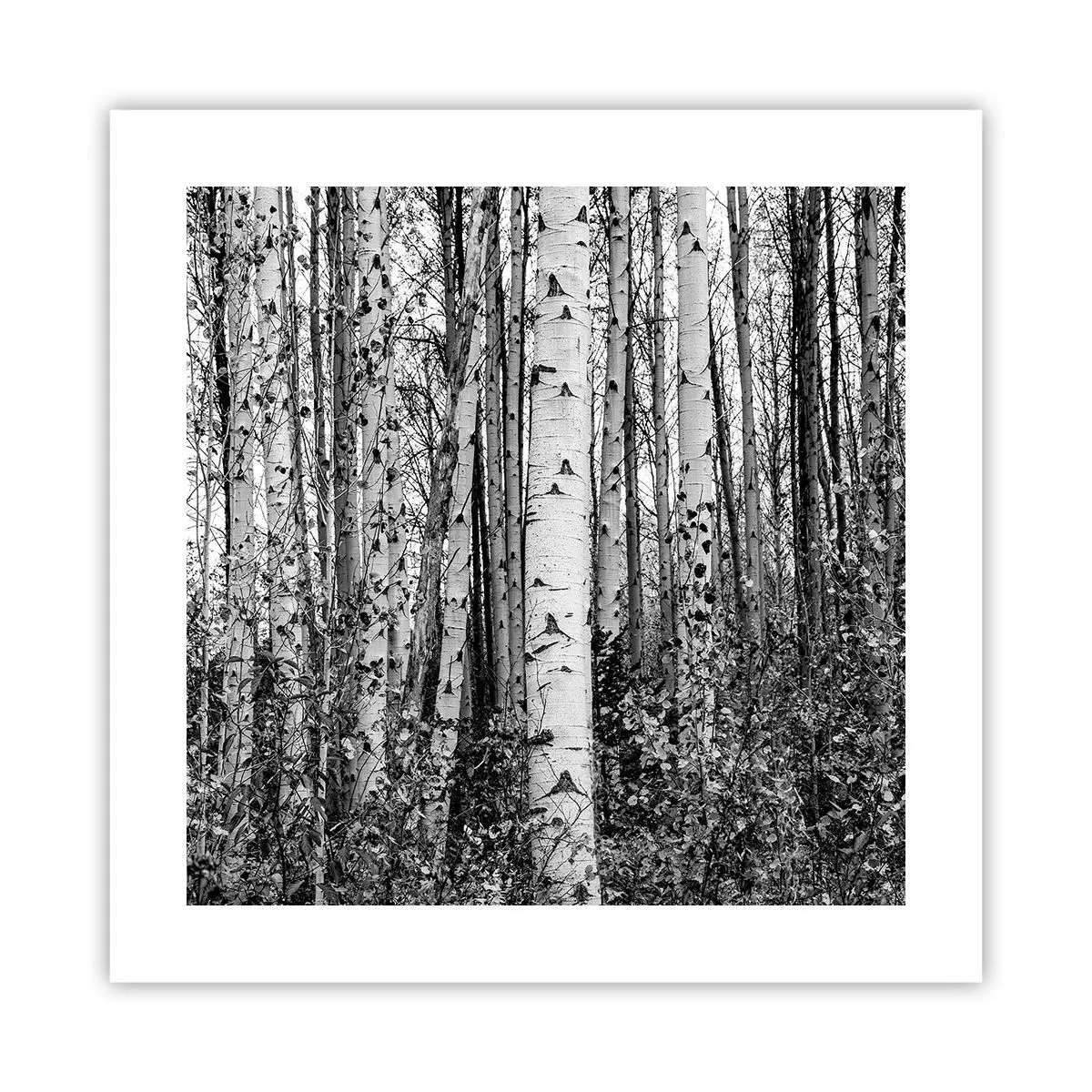 Poster - Birkenkolonnade - 40x40 cm