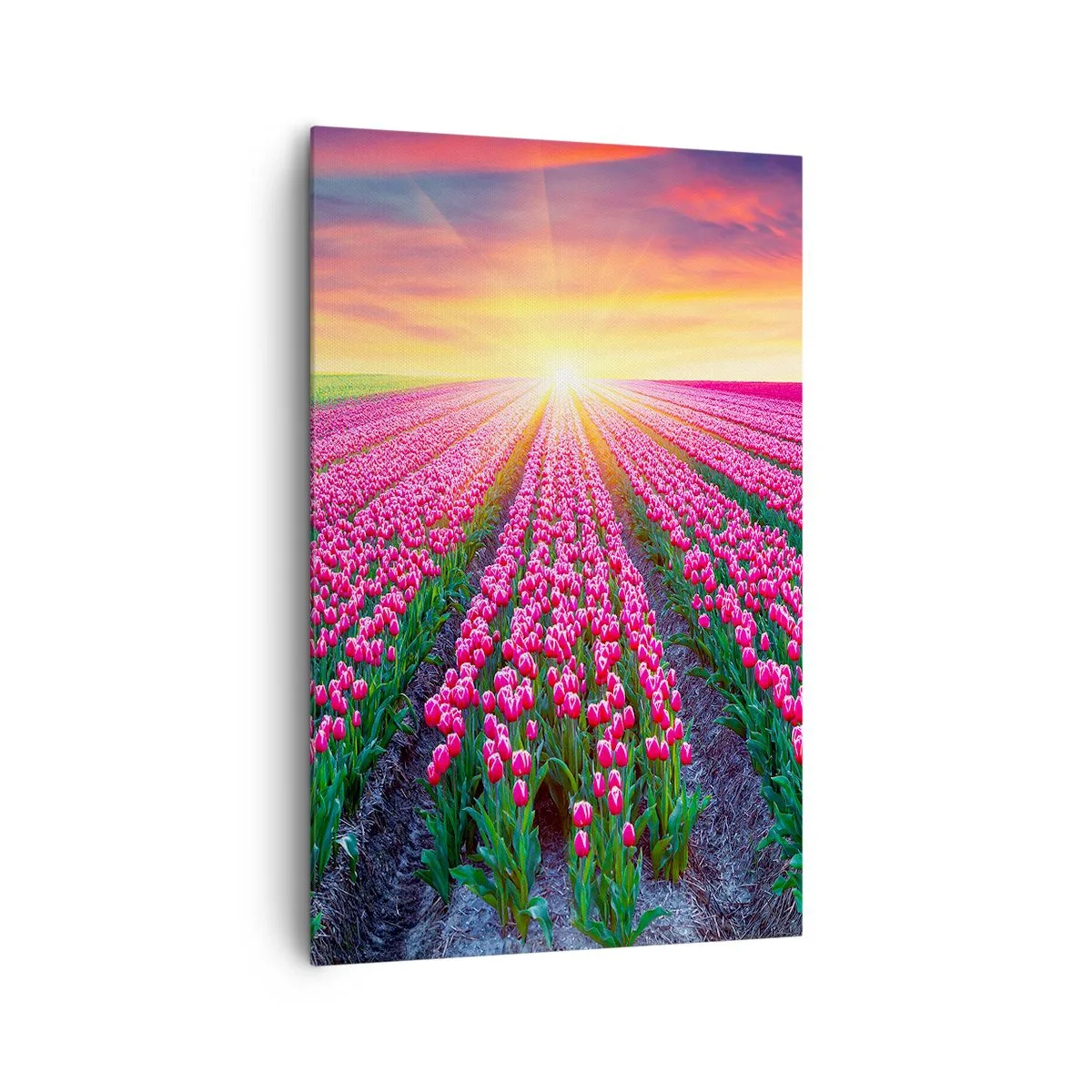 Bild auf Leinwand - Leinwandbild - Ein Tulpenfeld bei Sonnenuntergang - 80x120cm - Schönheitsfarm - Moderne Wanddekoration für Wohnzimmer und Schlafzimmer ARTTOR