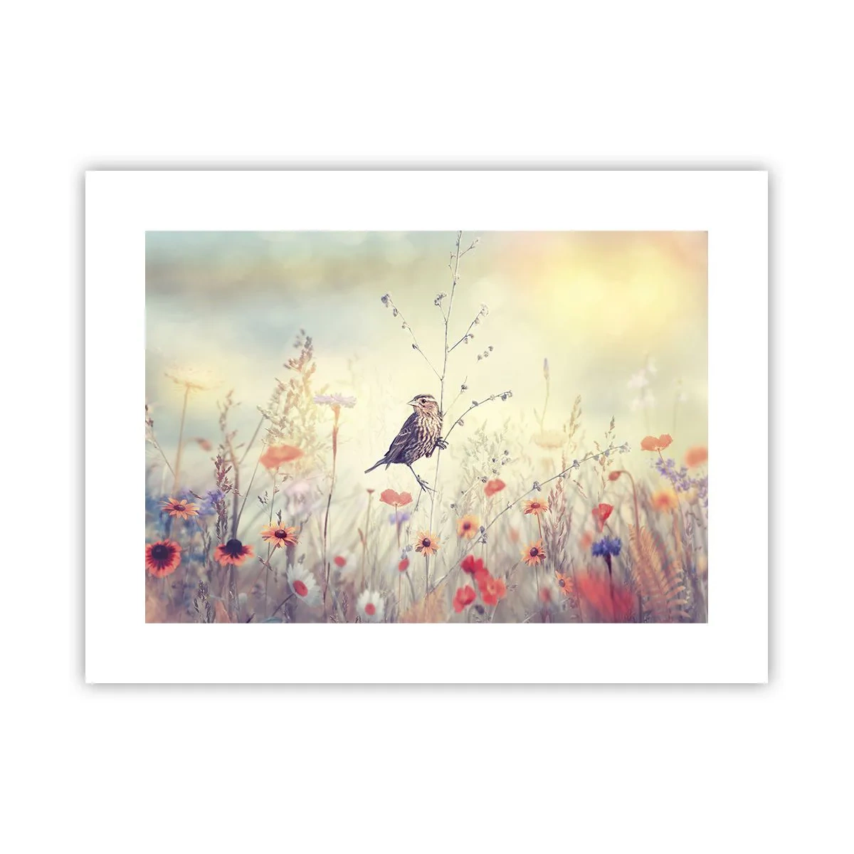 Poster - Vogelporträt mit einer Wiese im Hintergrund - 40x30 cm