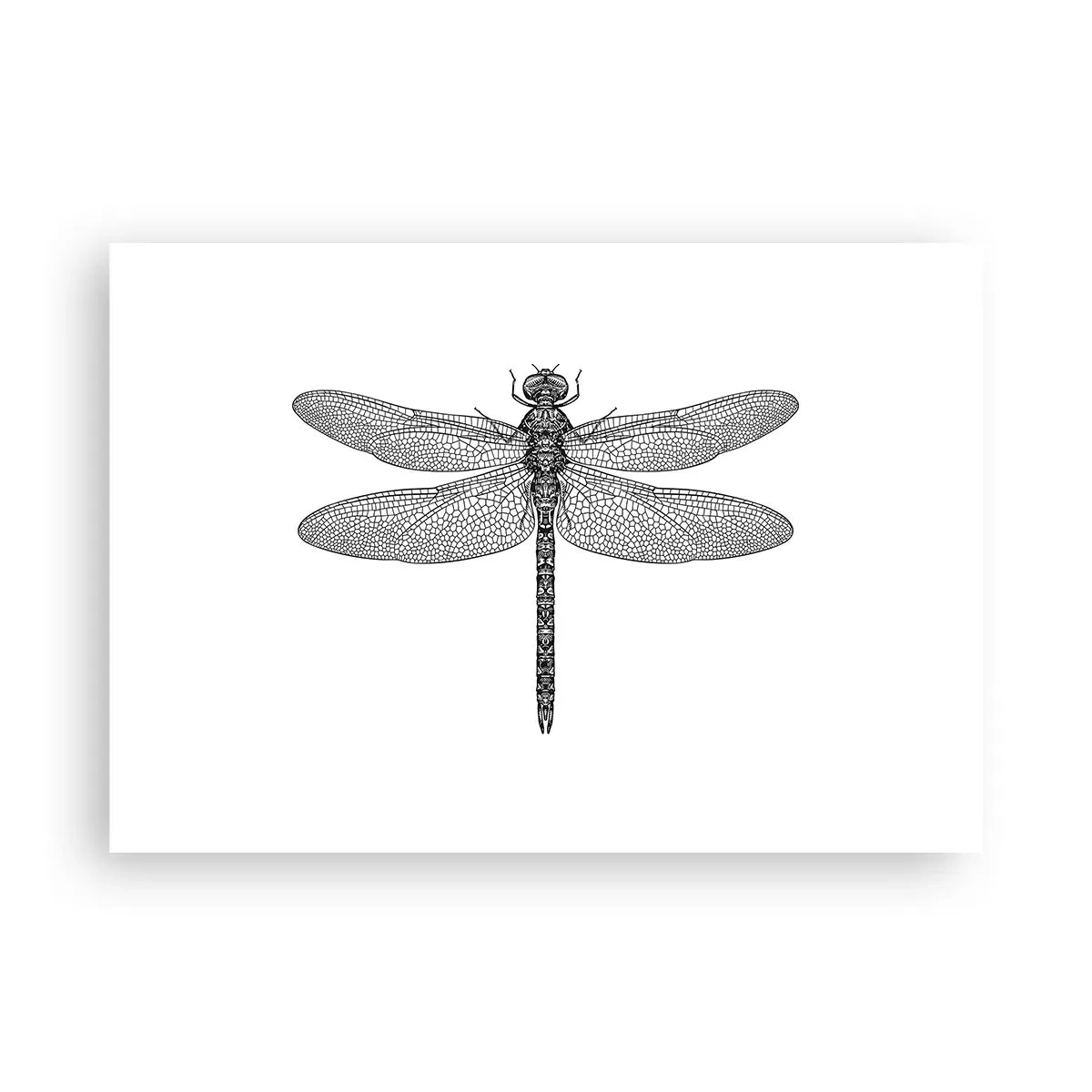 Poster - Schwarz-weiße Zeichnung einer Libelle auf weißem Hintergrund im minimalistischen Stil - 100x70cm - Präzision der Natur - Moderne Wanddekoration für Wohnzimmer und Schlafzimmer ARTTOR