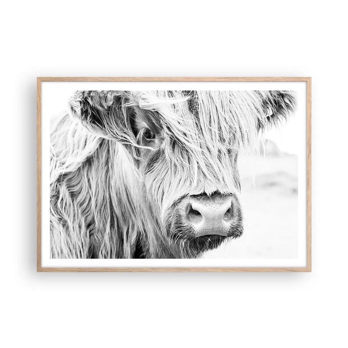 Poster in einem Rahmen aus heller Eiche - Schottische Wildheit - 100x70 cm