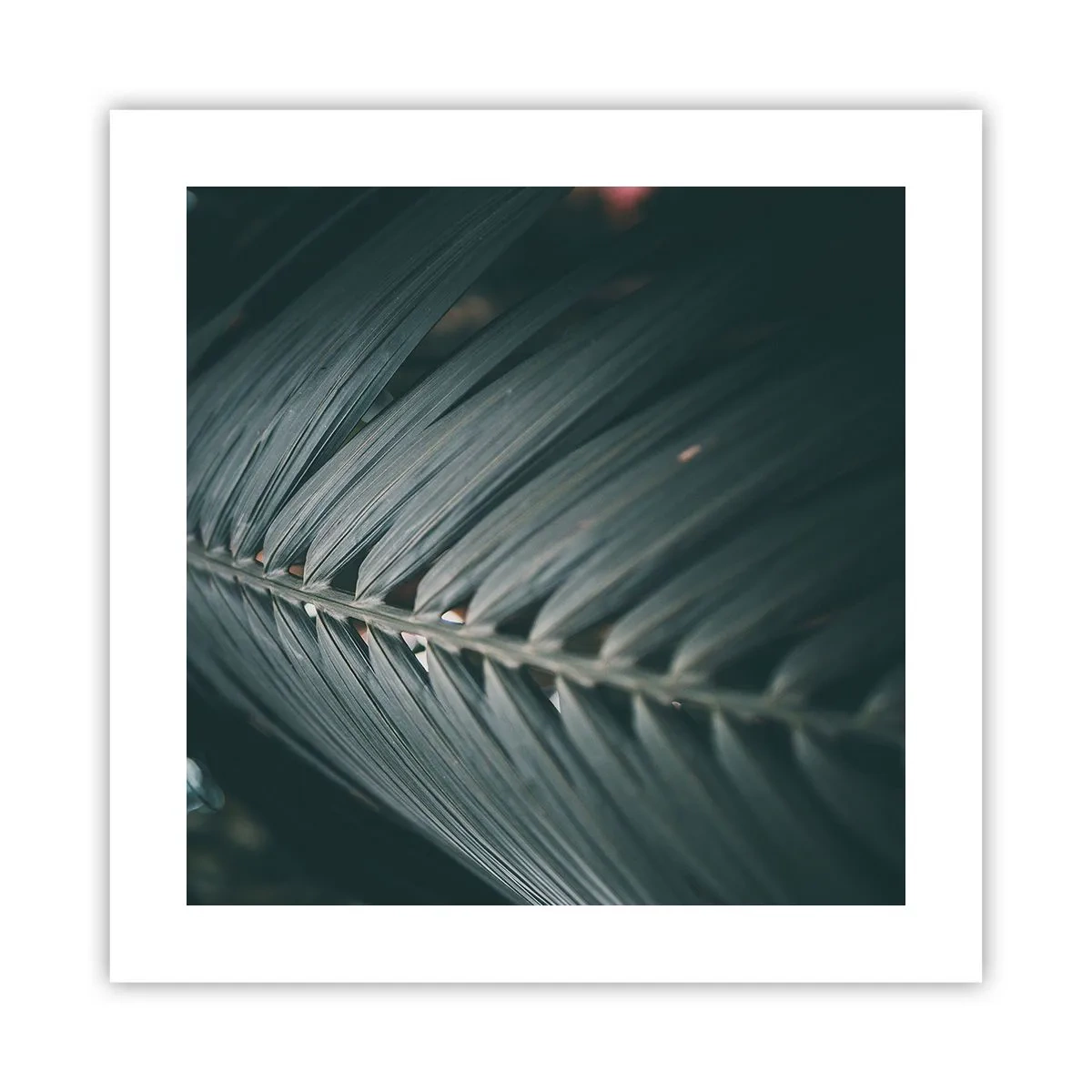 Poster - Die Präzision der Natur - 40x40 cm