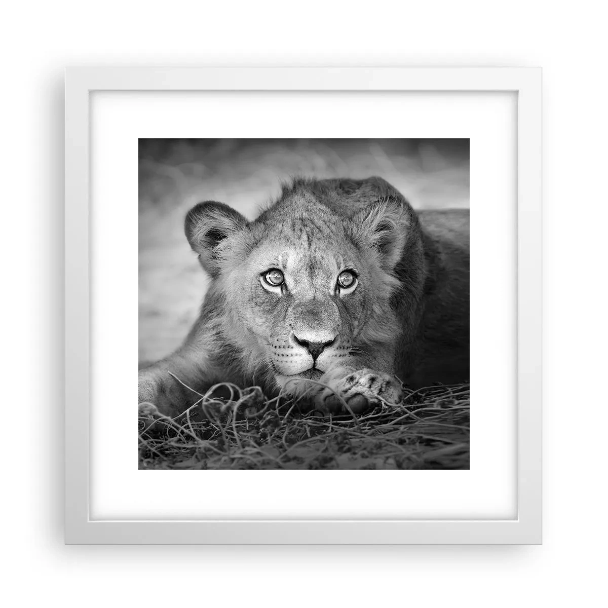 Poster in einem weißen Rahmen - Königlicher Welpe - 30x30 cm