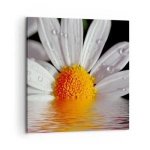 Bild auf Leinwand - Leinwandbild - Die aufgehende Sonne der Gänseblümchen - 60x60 cm