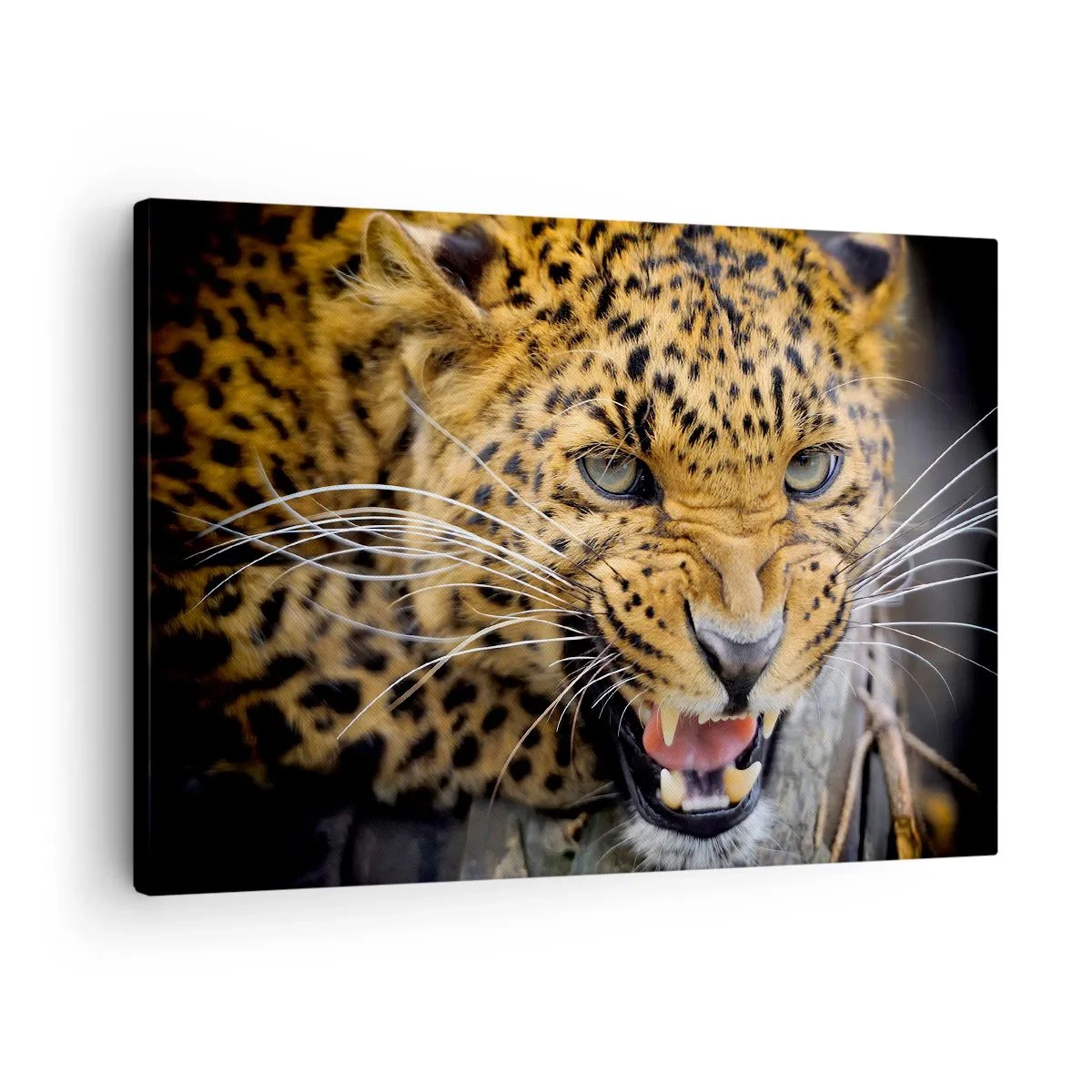 Bild auf Leinwand - Leinwandbild - Eine Nahaufnahme eines bedrohlichen Leoparden mit gefletschten Reißzähnen. - 70x50cm - Bleib zurück, ich warne dich! - Moderne Wanddekoration für Wohnzimmer und Schlafzimmer ARTTOR