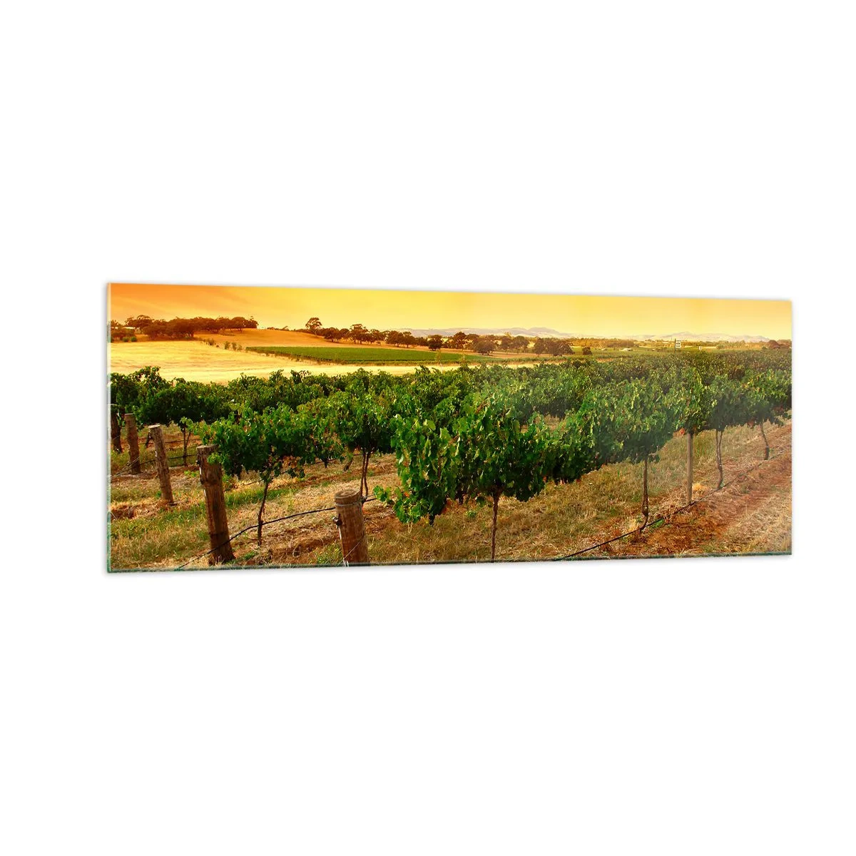 Glasbild - Bild auf glas - Weinreben auf einer Plantage bei einem goldenen Sonnenuntergang - 140x50cm - Holen Sie sich einen Drink von der Sonne - Moderne Wanddekoration für Wohnzimmer und Schlafzimmer ARTTOR