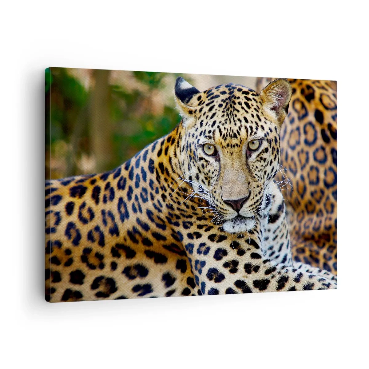 Bild auf Leinwand - Leinwandbild - Jaguar ruht in natürlicher Umgebung vor grünem Hintergrund. - 70x50cm - Wild und ruhig - Moderne Wanddekoration für Wohnzimmer und Schlafzimmer ARTTOR