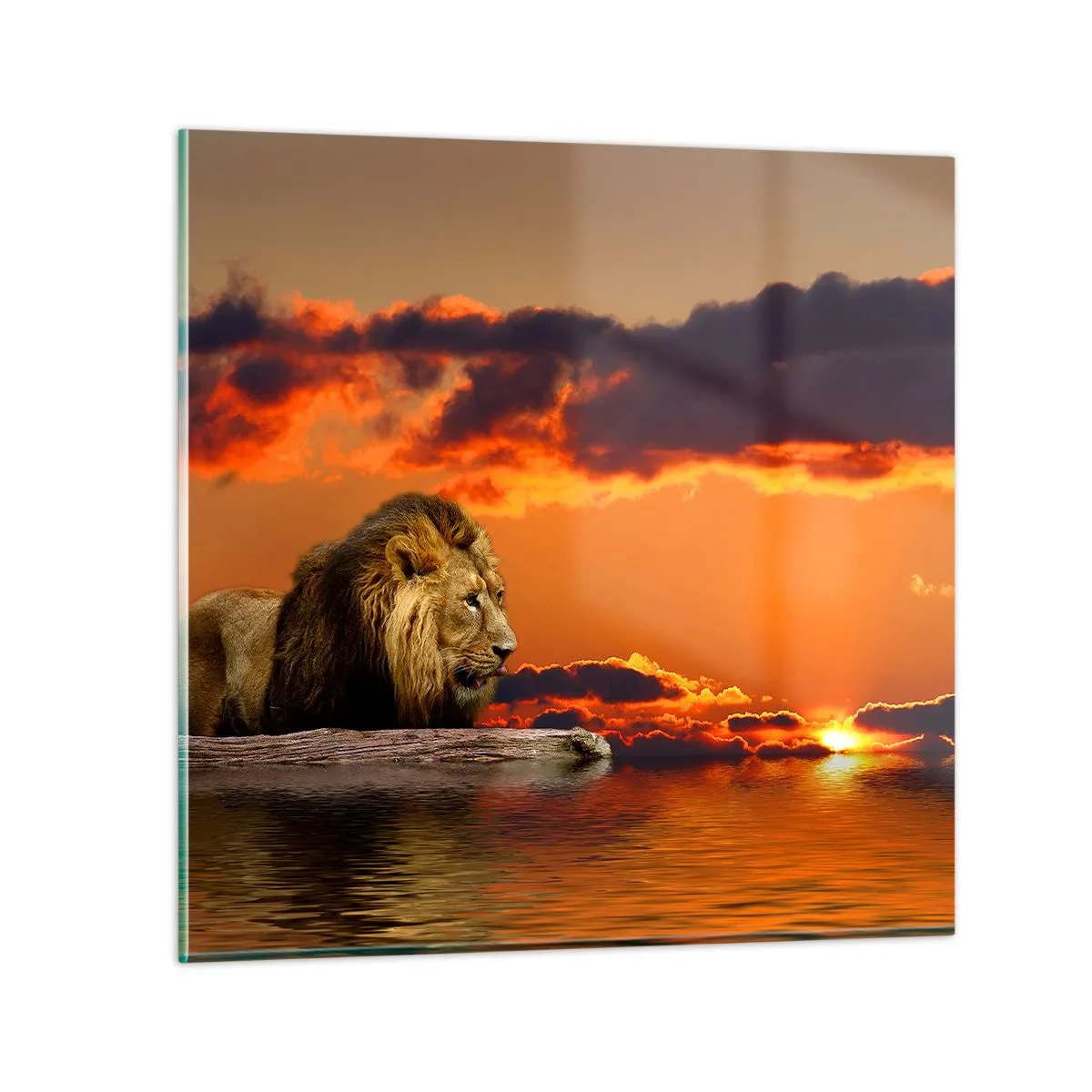 Glasbild - Bild auf glas - König der Natur - 70x70 cm