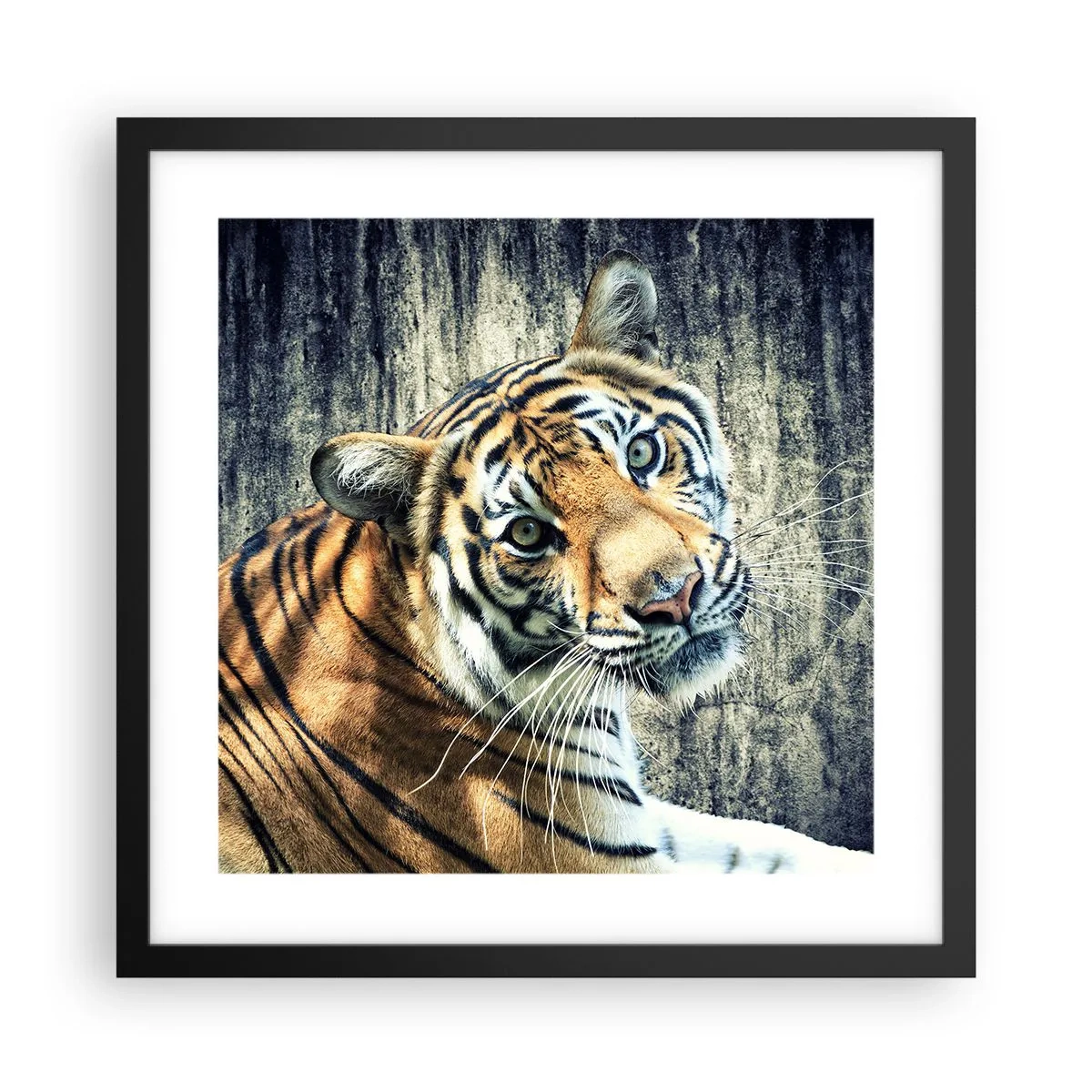 Poster in einem schwarzem Rahmen - Portrait in Lichtstrahlen - 40x40 cm