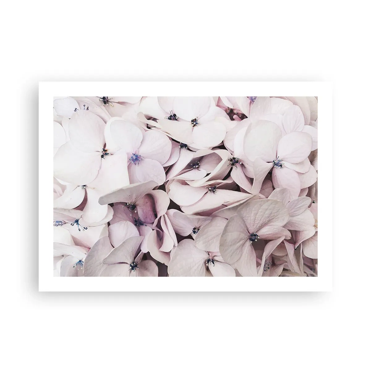 Poster - In einer Blumenflut - 70x50 cm