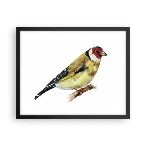 Poster in einem schwarzem Rahmen - Vogelporträt - 50x40 cm