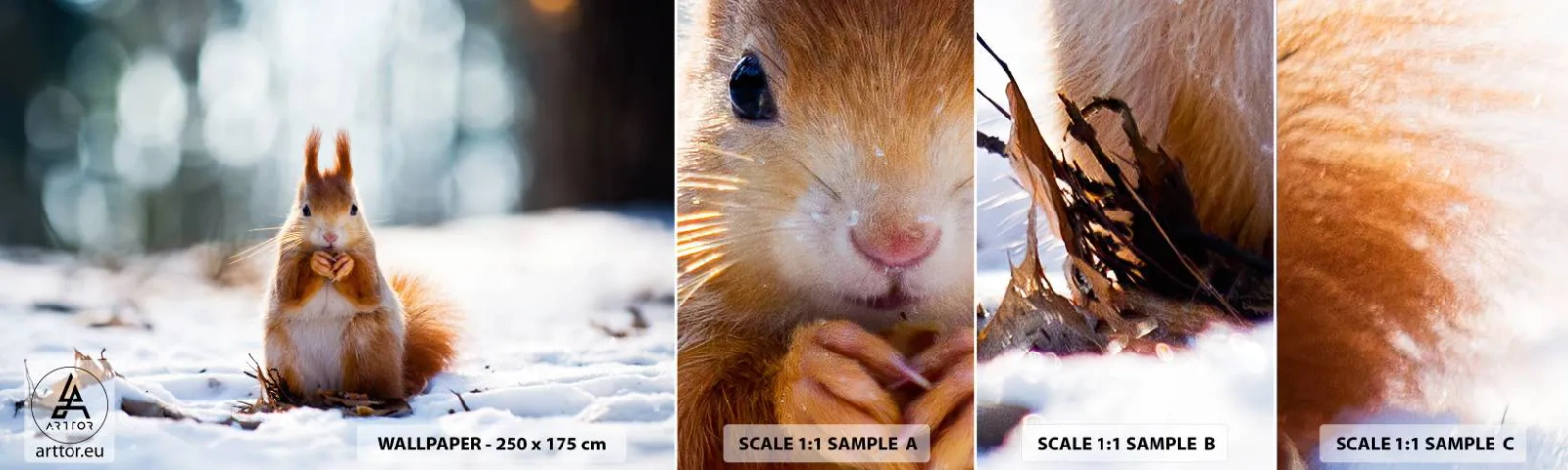 Fototapetenmuster Standard Eco - Wo schaust du hin? - Tiere, Eichhörnchen, Winter - 100x30 cm