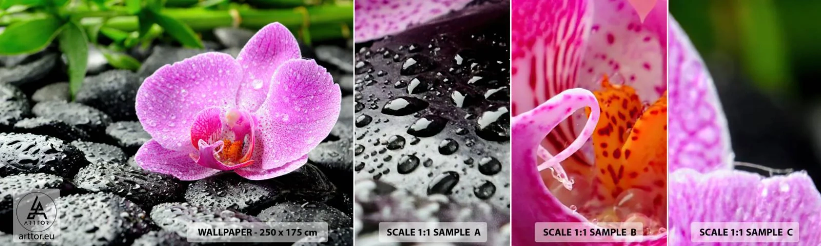 Fototapetenmuster Standard Eco - Wie ein offenes Herz - Blumen, Orchidee, Orchidee - 100x30 cm