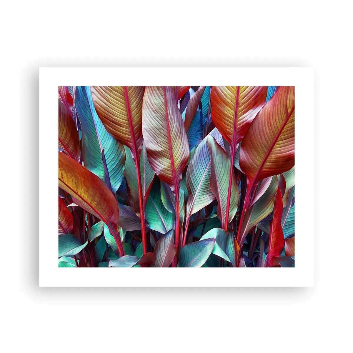 Poster - Buntes Dickicht - 50x40 cm