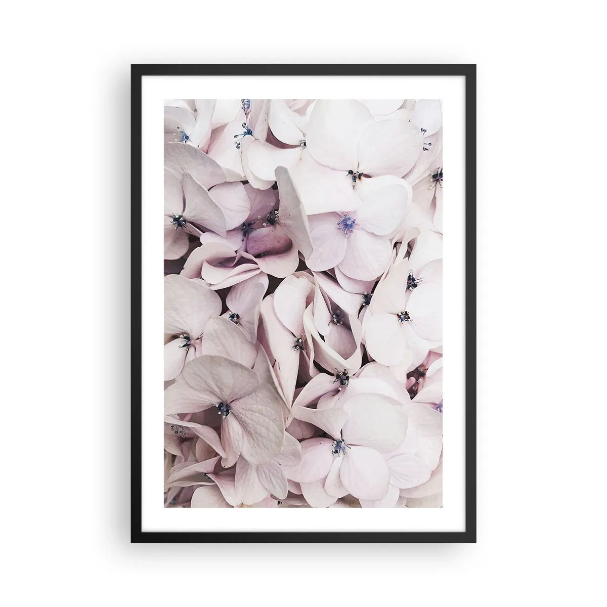 Poster in einem schwarzem Rahmen - Zarte pastellfarbene Hortensien, Nahaufnahme - 50x70cm - In einer Blumenflut - Moderne Wanddekoration für Wohnzimmer und Schlafzimmer ARTTOR