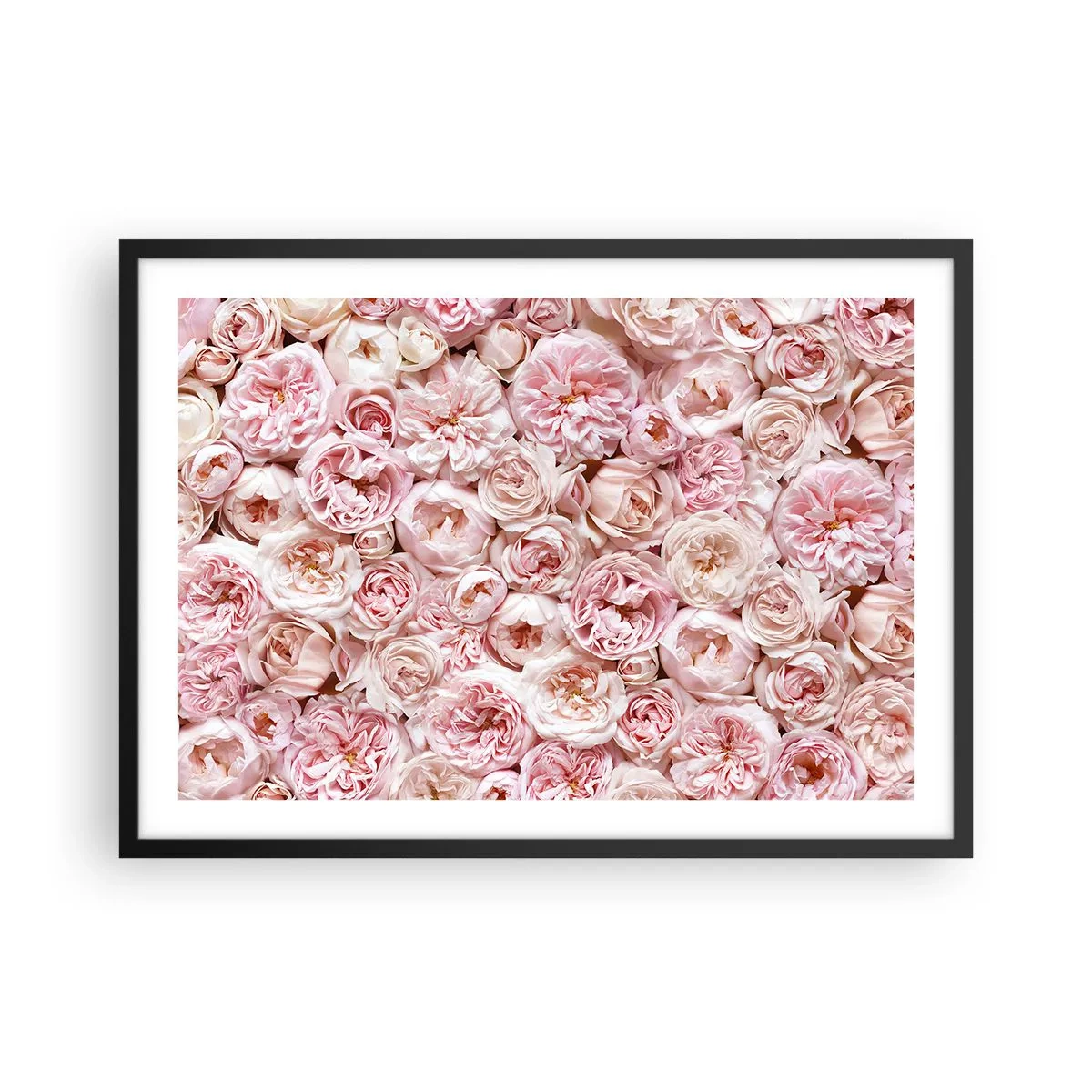 Poster in einem schwarzem Rahmen - Zarte Rosen in Rosatönen auf der gesamten Oberfläche - 70x50cm - Auf Rosen gebettet - Moderne Wanddekoration für Wohnzimmer und Schlafzimmer ARTTOR