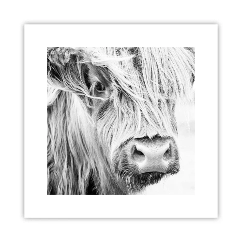 Poster - Schottische Wildheit - 30x30 cm