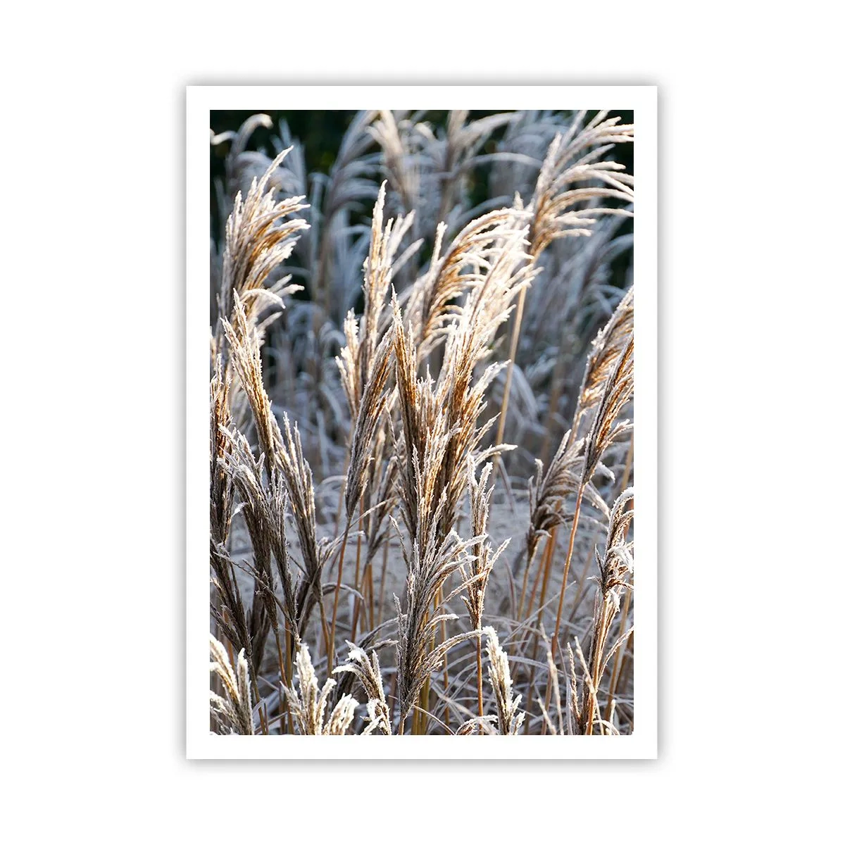 Poster - Gekleidet mit Frost - 70x100 cm