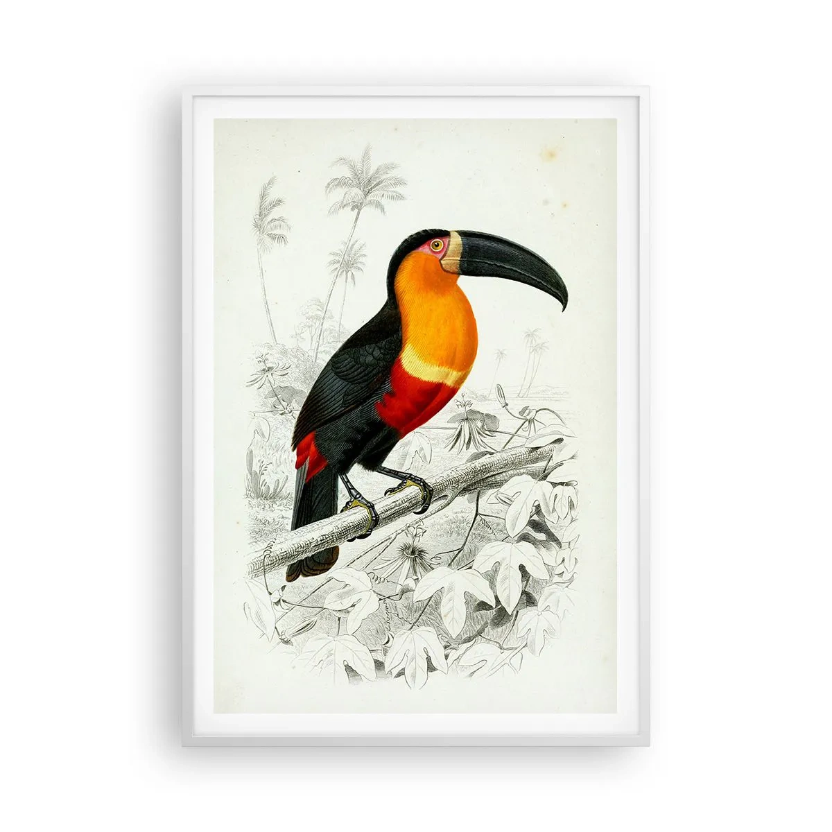 Poster in einem weißen Rahmen - Vogelfarben - 70x100 cm