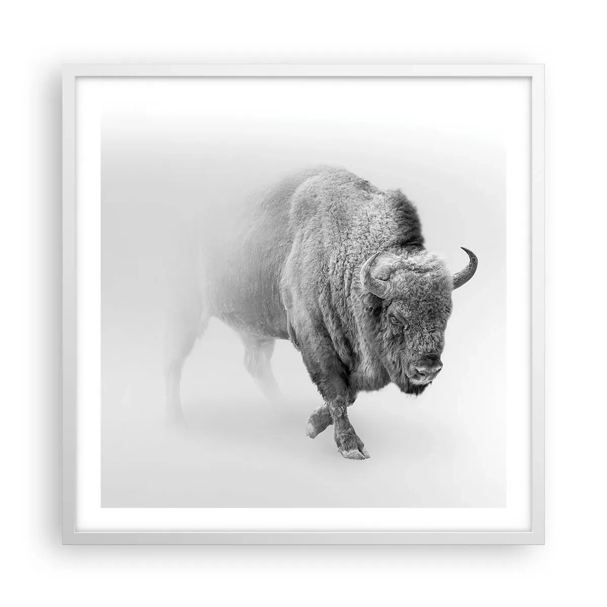 Poster in einem weißen Rahmen - König der Prärie - 60x60 cm