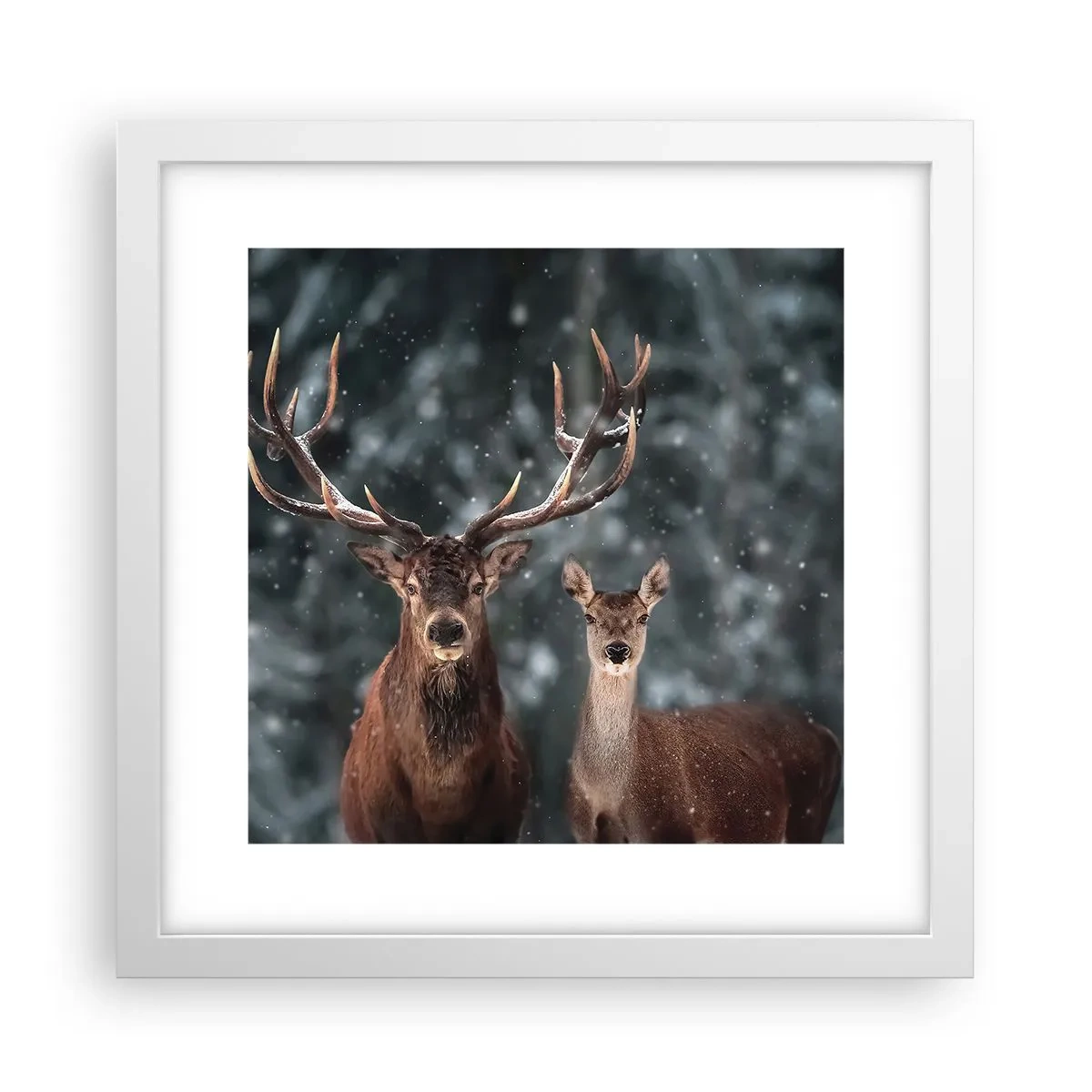 Poster in einem weißen Rahmen - Herr des Waldes mit seiner Frau - 30x30 cm